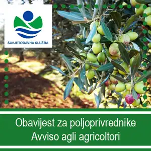 Obavijest maslinarima