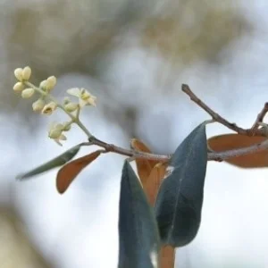 UNA STORIA NUOVE SULLE OLIVE ANTICHE DI VERTENEGLIO
