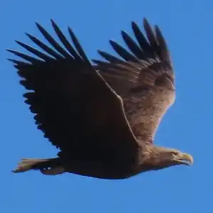 Dopo aver nidificato per l'ultima volta sul Mediterraneo nel 1956, l'aquila di mare ha scelto Verteneglio per la nidificazione!