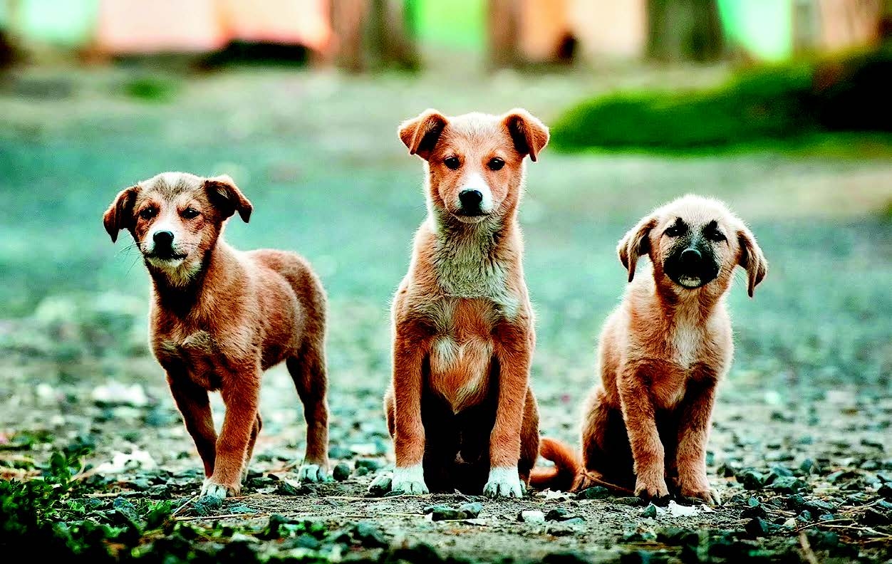 Zakonske obaveze skrbnika pasa