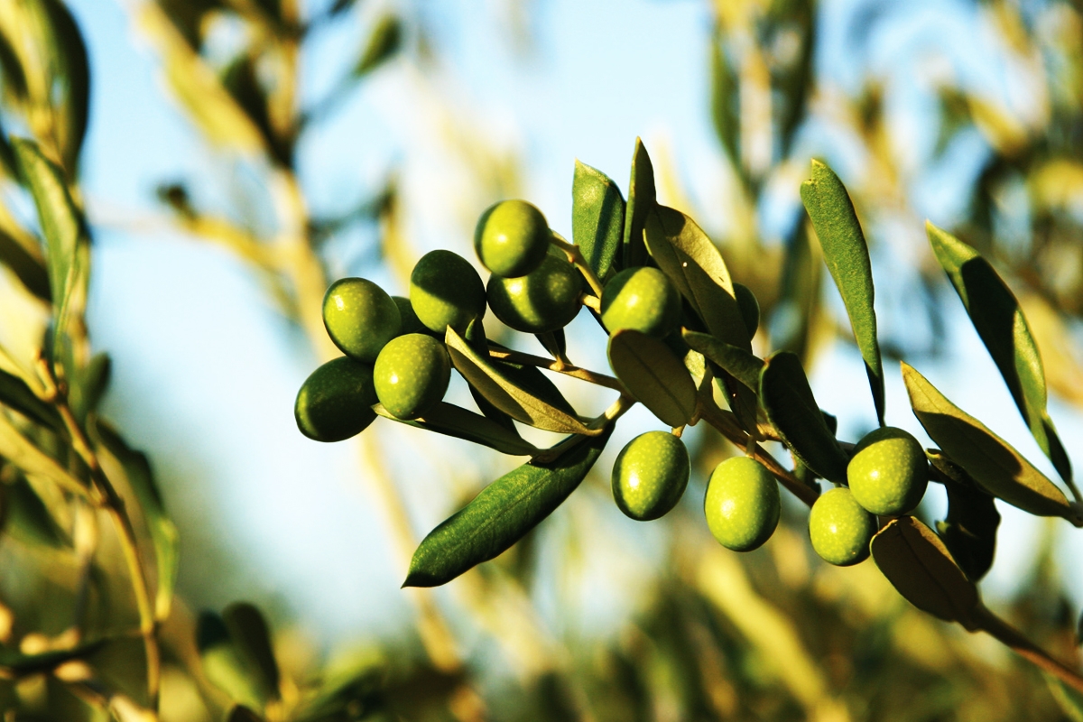 Obavijest maslinarima!