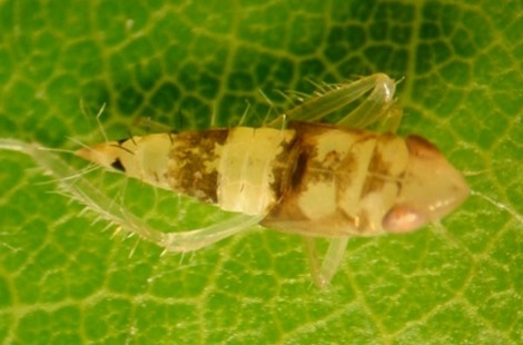 Obavijest za vinogradare!