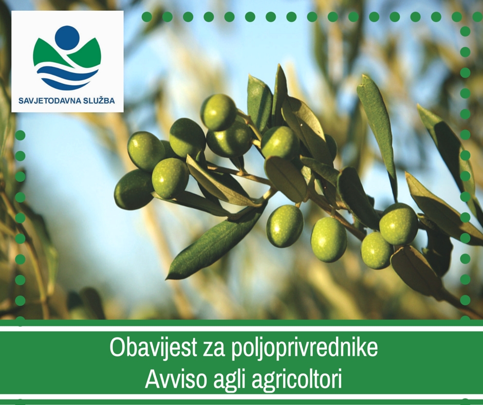 Avviso agli olivicoltori!