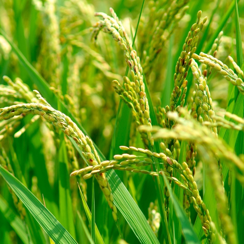 Avviso agli agricoltori!