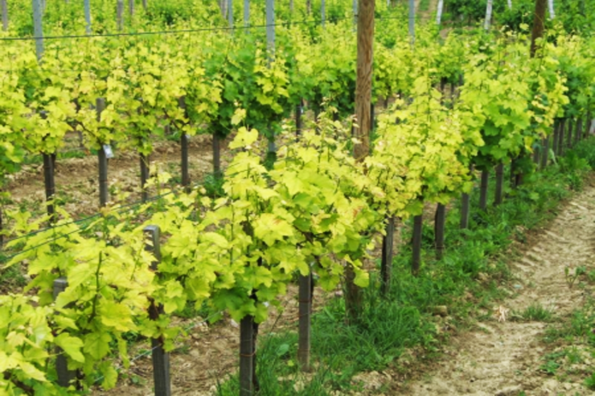 Invito al laboratorio per viticoltori: nuove scoperte nel campo della difesa dei vigneti dalla Flavescenza dorata e da altre malattie che colpiscono il legno della vite da vino