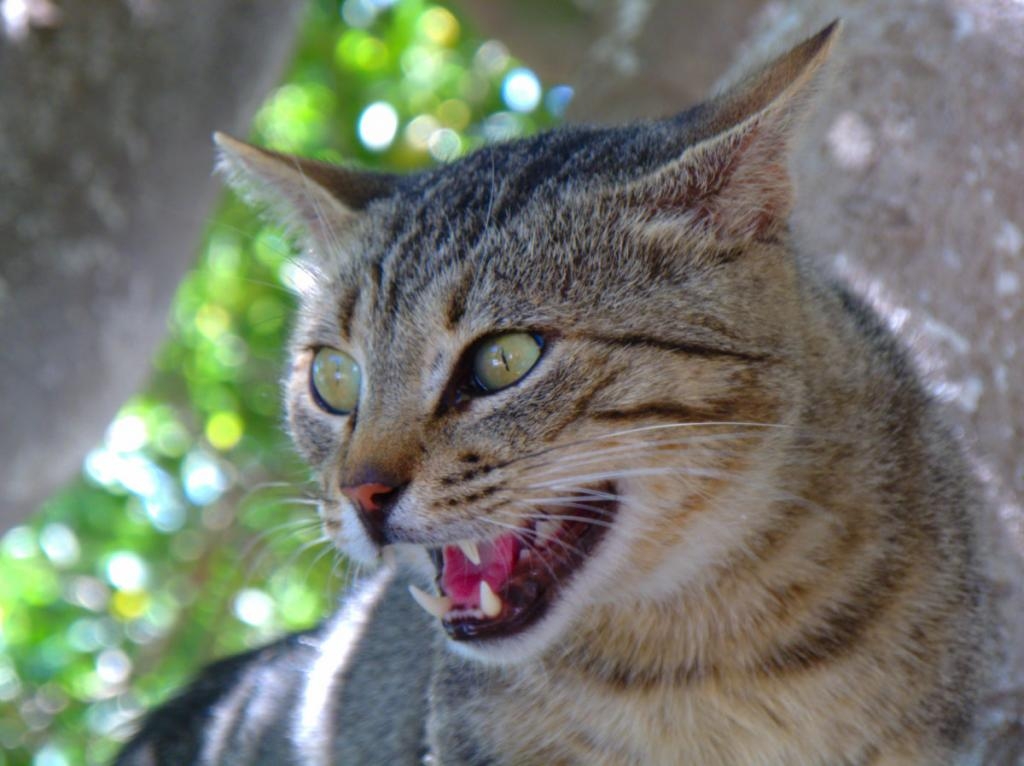 OBAVIJEST ZA AKCIJU HVATANJA MAČAKA LUTALICA