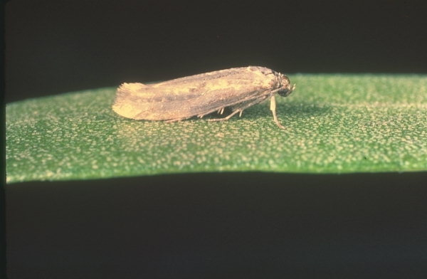 Obavijest maslinarima!