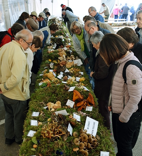 16. Dani gljiva u Brtonigli