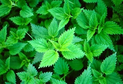 Poziv na radionicu 'VODENI EKSTRAKT KOPRIVE – MIT ILI STVARNOST'