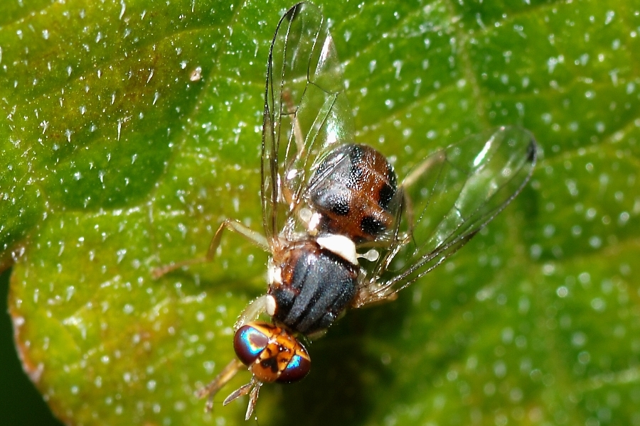 Obavijest maslinarima!