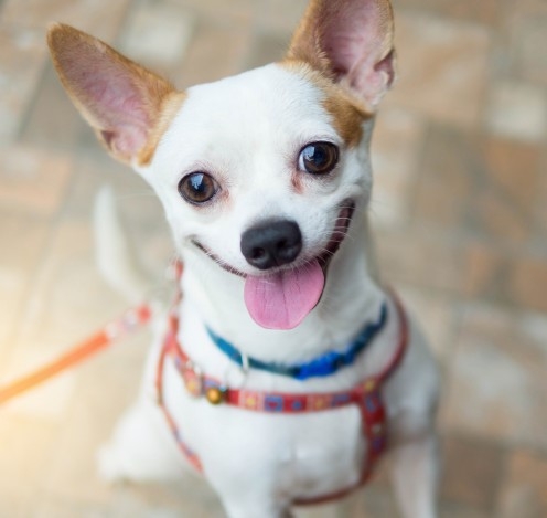 Resoconto sul procedimento di consultazione con il pubblico per la proposta della Delibera sulle condizioni e sulle modalità di custodia degli animali domestici