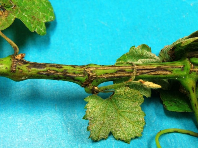 Obavijest vinogradarima!