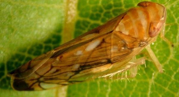 Praćenje i suzbijanje američkog cvrčka u Istarskim vinogradima