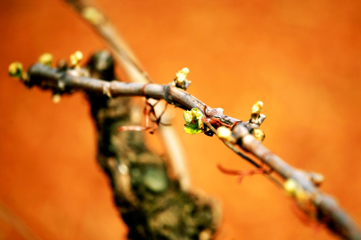 Avviso ai viticoltori!