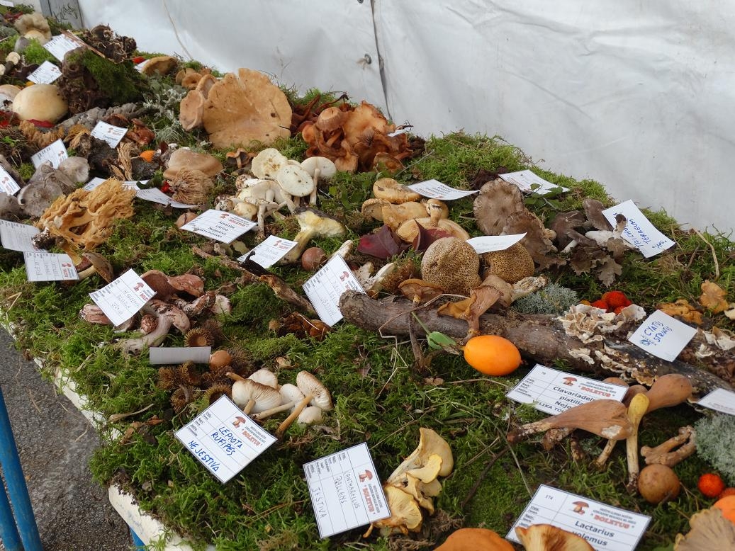 Fine settimana all’ insegna dell’ autunno, concluse le 12-esime Giornate dei funghi a Verteneglio
