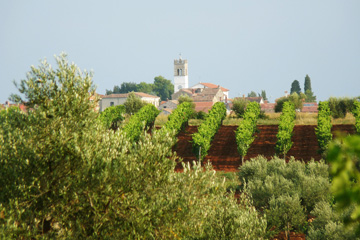 Na slici se u prvom planu vidi veliko stablo masline, koje prekriva lijevi donji kut slike. U sredini slike, iza masline, stoji vinograd sa crvenom zemljom i 5-6 redova vinovih loza, koji se nalaze u neposrednoj blizini naselja Nova Vas, koje stoji u pozadini cijele slike. U dijelu slike na kojemu je prikazano naselje, u prvom je planu crkva Svetog Mihovila. Nebo je plavo-sive boje.