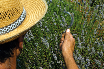 Na slici je prikazana muška osoba sa žutim pletenim šeširom na glavi. U centru je slike njegova ruka koja drži oštar srp a ispred njega procvjetalo žbunje biljke lavanda. Slika prikazuje čin žetve biljke lavande. 