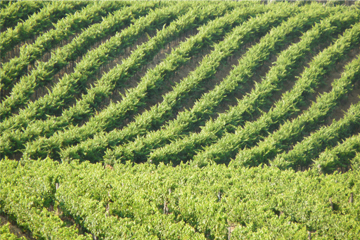 Na slici vide se dva brežuljka dugih redova vinovih loza, koji zauzimaju cijeli prostor slike. Gledanjem slike stječe se dojam gledanja zelenih morskih valova.